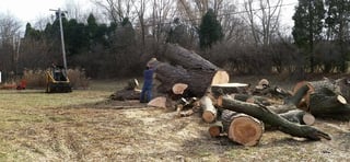 Timber Processing