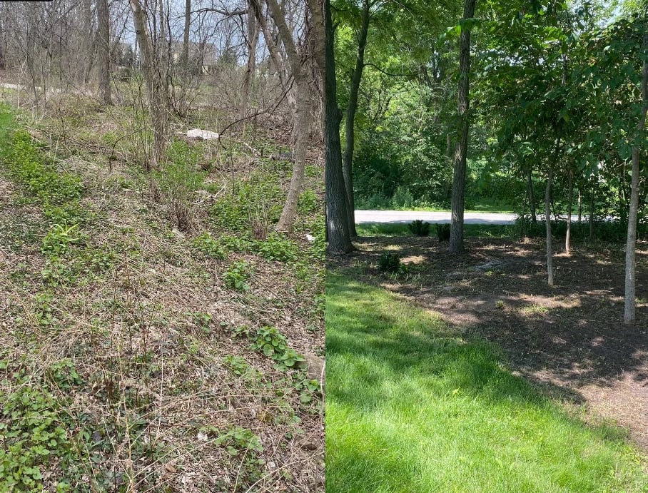 Split-view comparison of forest areas showing bare trees on left and lush green leafy trees on right with grass lawn